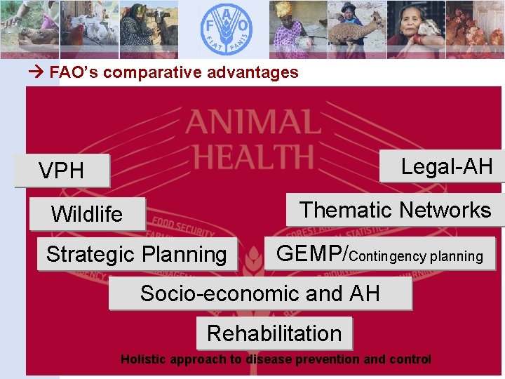  FAO’s comparative advantages FAO legal assistance in Legal-AH VPH drafting legislation Thematic Networks