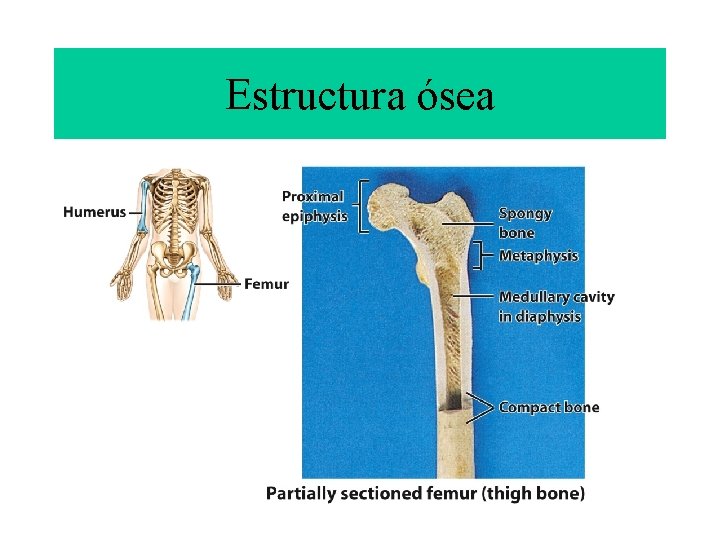 Estructura ósea 