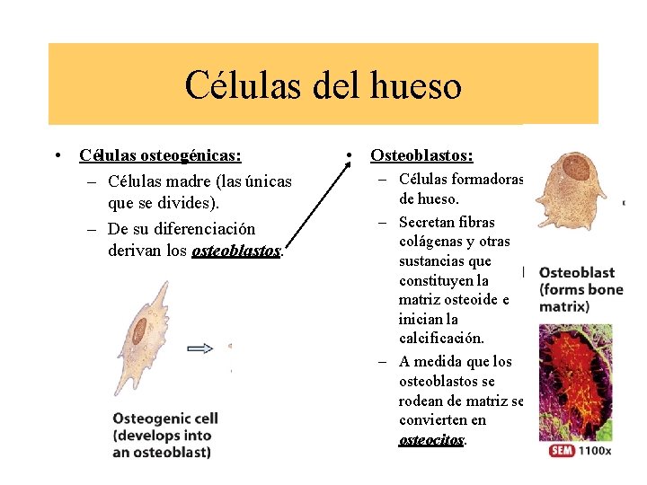 Células del hueso • Células osteogénicas: – Células madre (las únicas que se divides).