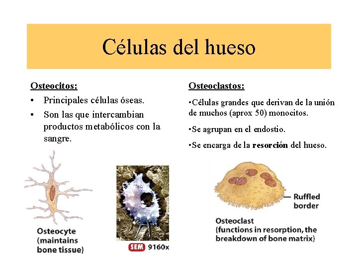 Células del hueso Osteocitos: • Principales células óseas. • Son las que intercambian productos