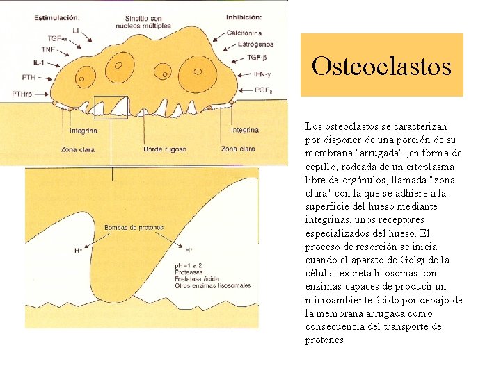 Osteoclastos Los osteoclastos se caracterizan por disponer de una porción de su membrana "arrugada"