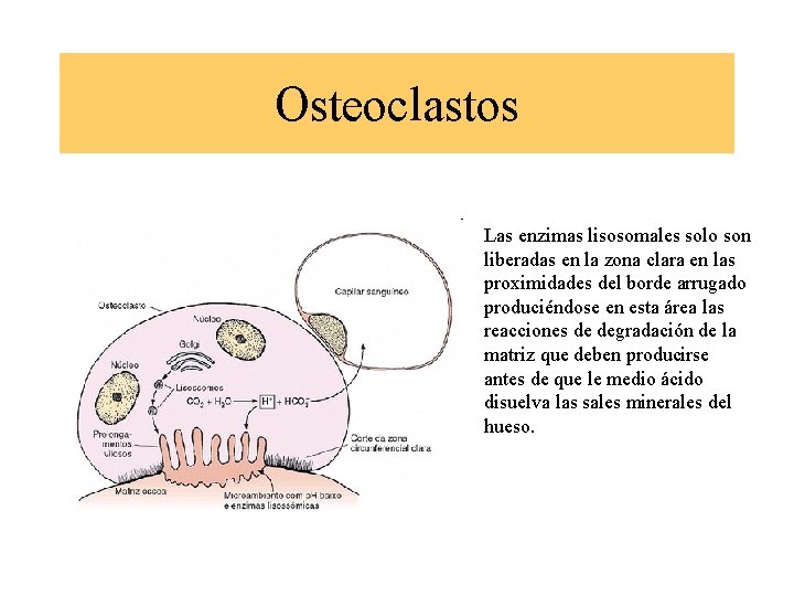 Osteoclastos Las enzimas lisosomales solo son liberadas en la zona clara en las proximidades