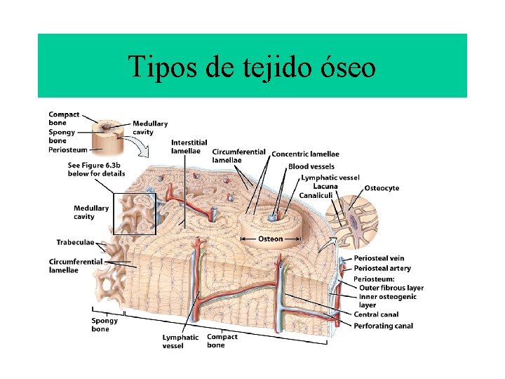 Tipos de tejido óseo 