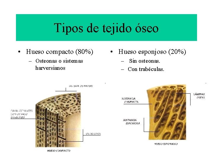 Tipos de tejido óseo • Hueso compacto (80%) – Osteonas o sistemas harversianos •