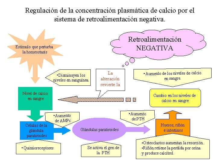 Regulación de la concentración plasmática de calcio por el sistema de retroalimentación negativa. Retroalimentación