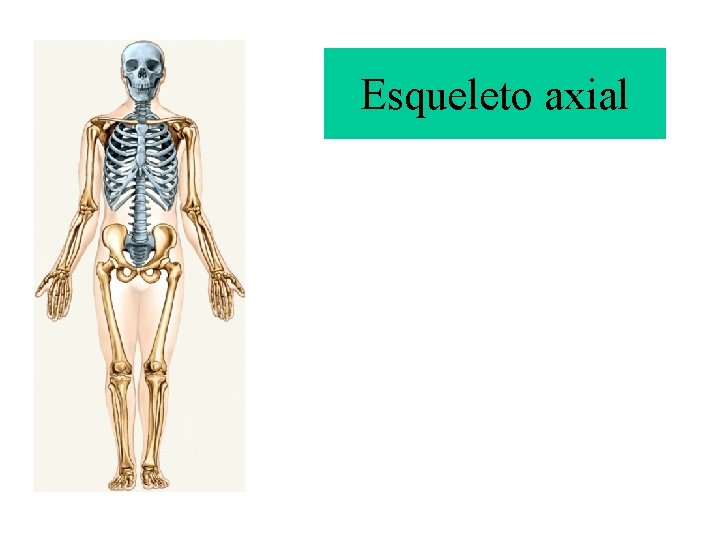 Esqueleto axial 