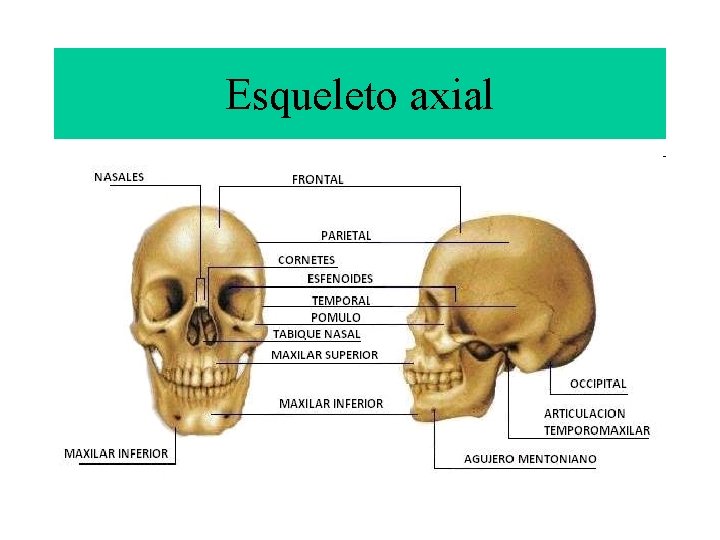 Esqueleto axial 