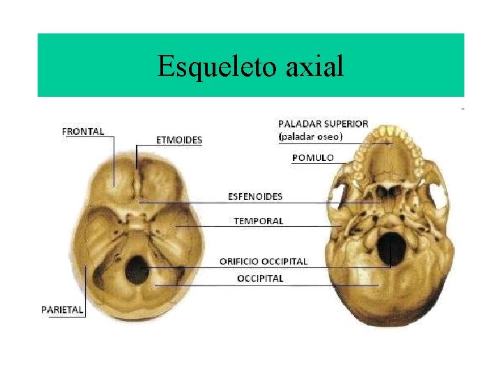 Esqueleto axial 