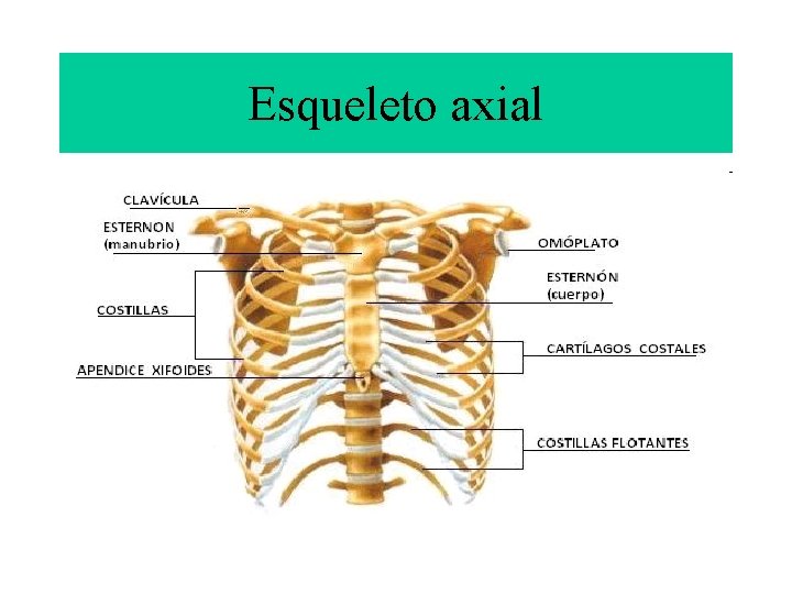 Esqueleto axial 