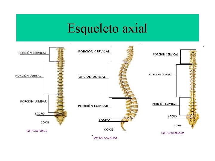 Esqueleto axial 