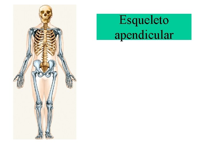 Esqueleto apendicular 