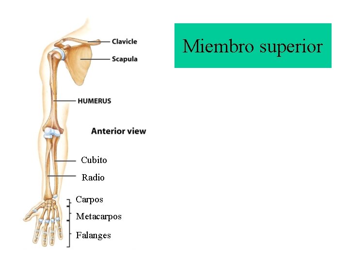 Miembro superior Cubito Radio Carpos Metacarpos Falanges 