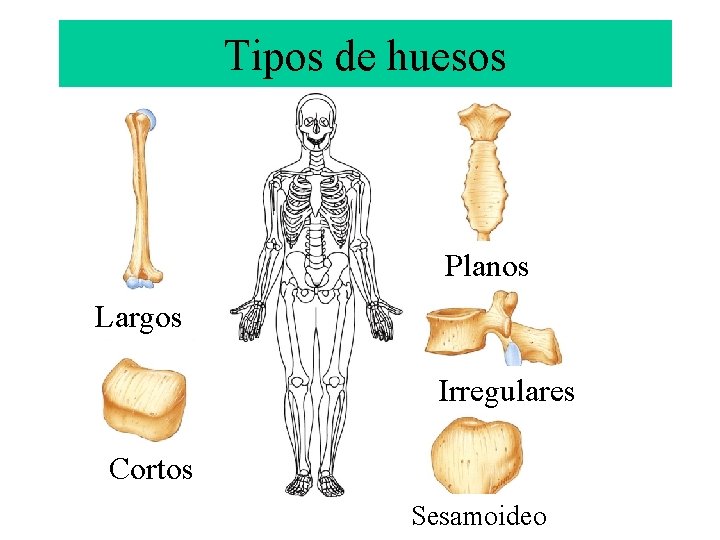 Tipos de huesos Planos Largos Irregulares Cortos Sesamoideo 