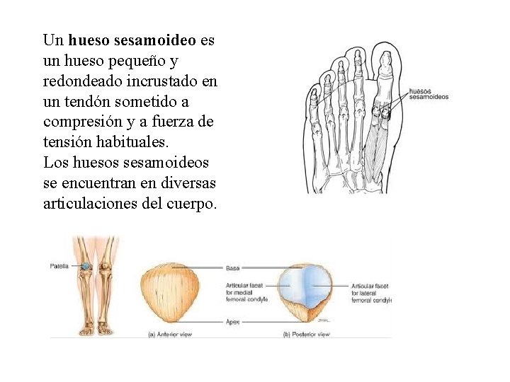 Un hueso sesamoideo es un hueso pequeño y redondeado incrustado en un tendón sometido