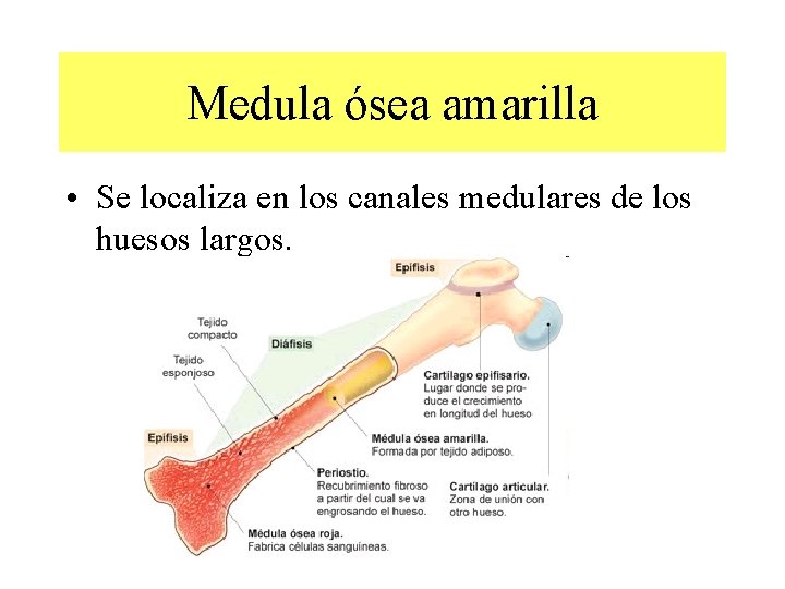 Medula ósea amarilla • Se localiza en los canales medulares de los huesos largos.