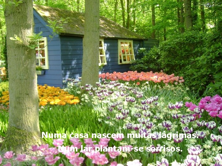Numa casa nascem muitas lágrimas. Num lar plantam-se sorrisos. 