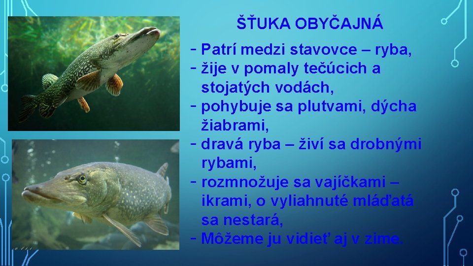 ŠŤUKA OBYČAJNÁ - Patrí medzi stavovce – ryba, - žije v pomaly tečúcich a