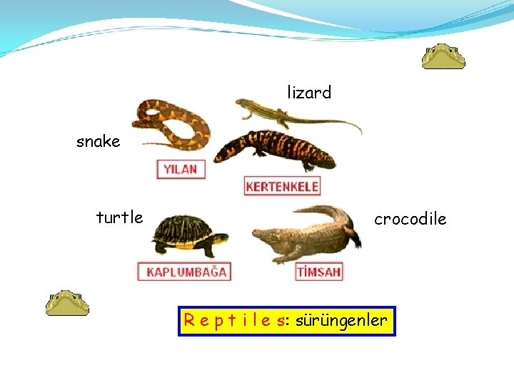 lizard snake turtle crocodile R e p t i l e s: sürüngenler 