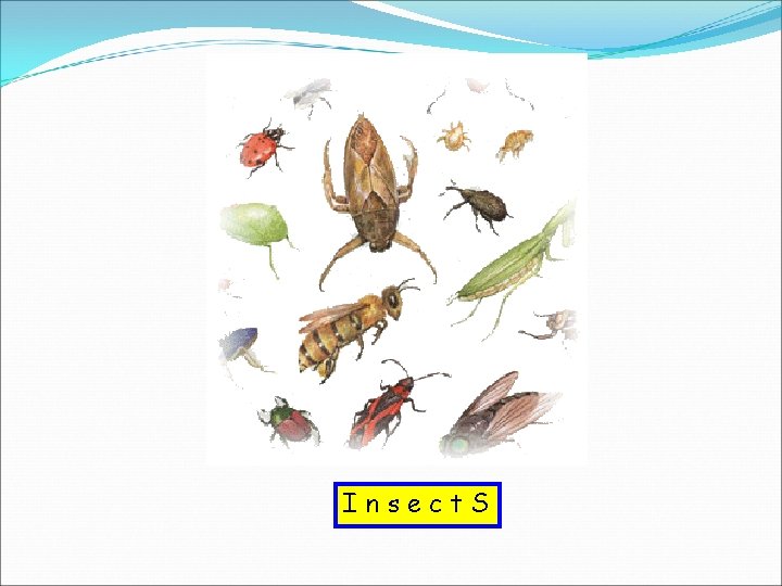 Insect. S 