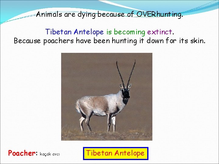 Animals are dying because of OVERhunting. Tibetan Antelope is becoming extinct. Because poachers have