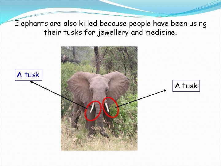 Elephants are also killed because people have been using their tusks for jewellery and