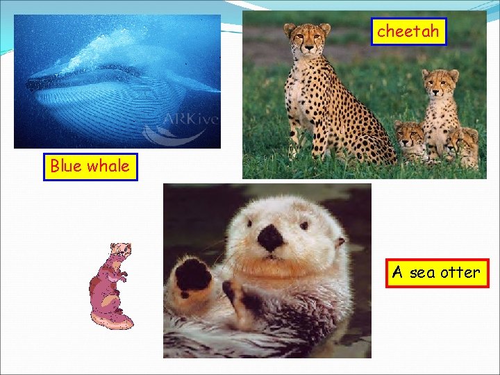 cheetah Blue whale A sea otter 