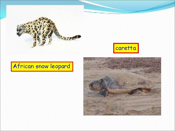 caretta African snow leopard 