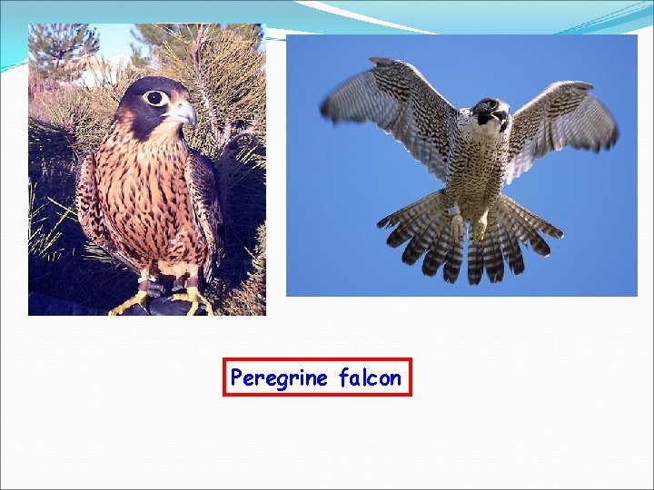 Peregrine falcon 