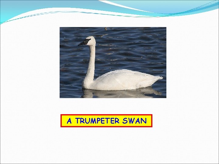 A TRUMPETER SWAN 