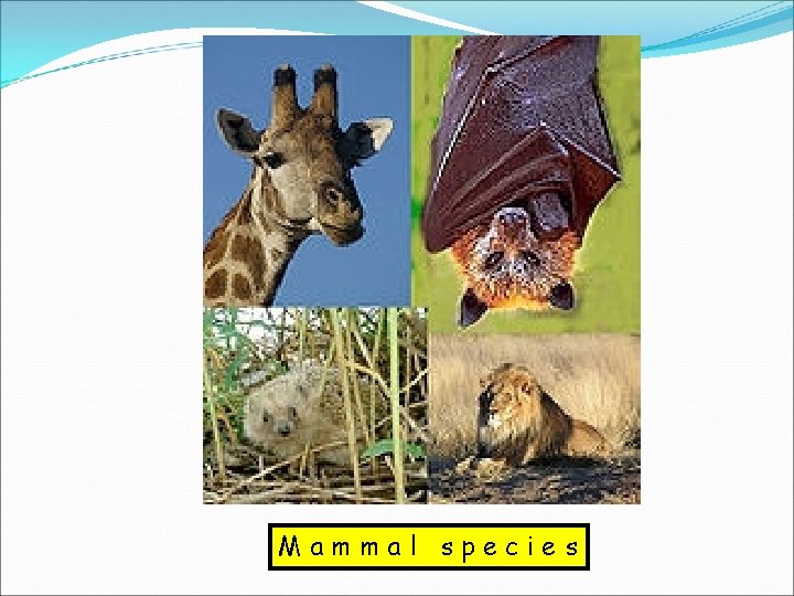 Mammal species 