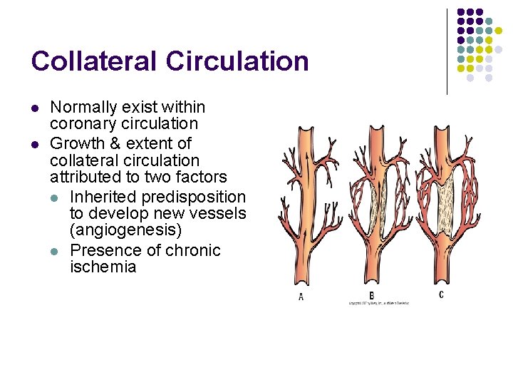 Collateral Circulation l l Normally exist within coronary circulation Growth & extent of collateral