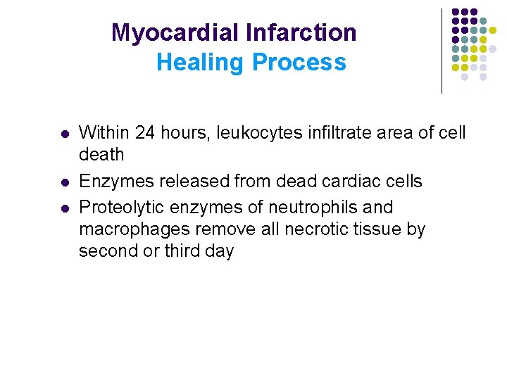 Myocardial Infarction Healing Process l l l Within 24 hours, leukocytes infiltrate area of