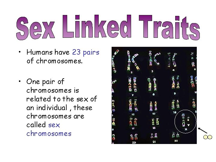  • Humans have 23 pairs of chromosomes. • One pair of chromosomes is