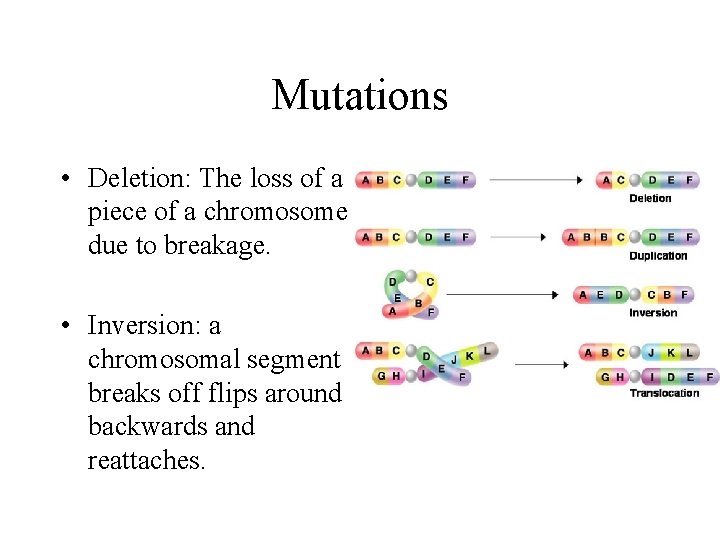 Mutations • Deletion: The loss of a piece of a chromosome due to breakage.