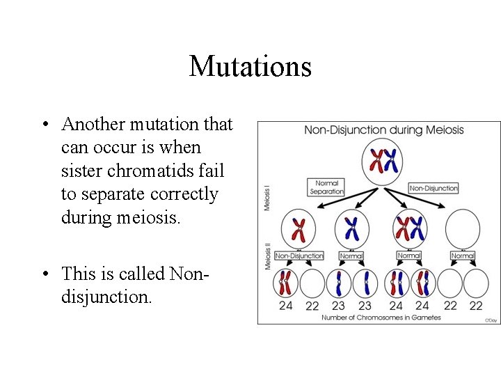 Mutations • Another mutation that can occur is when sister chromatids fail to separate