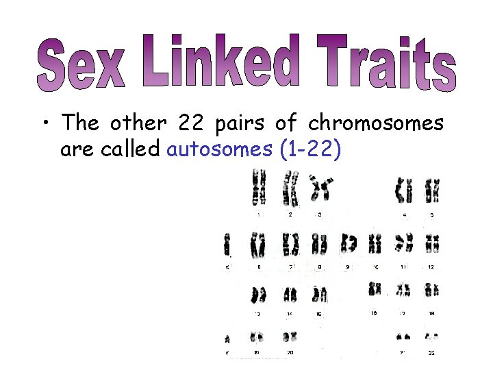  • The other 22 pairs of chromosomes are called autosomes (1 -22) 