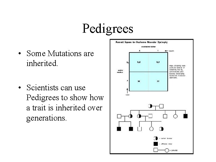 Pedigrees • Some Mutations are inherited. • Scientists can use Pedigrees to show a