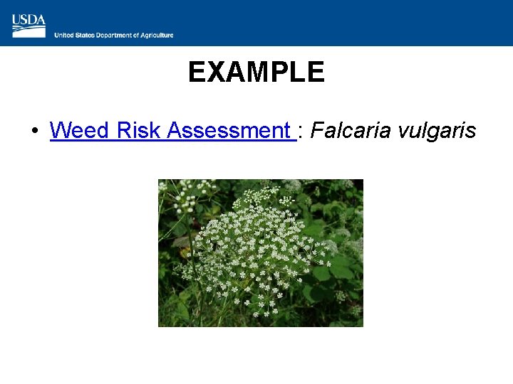 EXAMPLE • Weed Risk Assessment : Falcaria vulgaris 