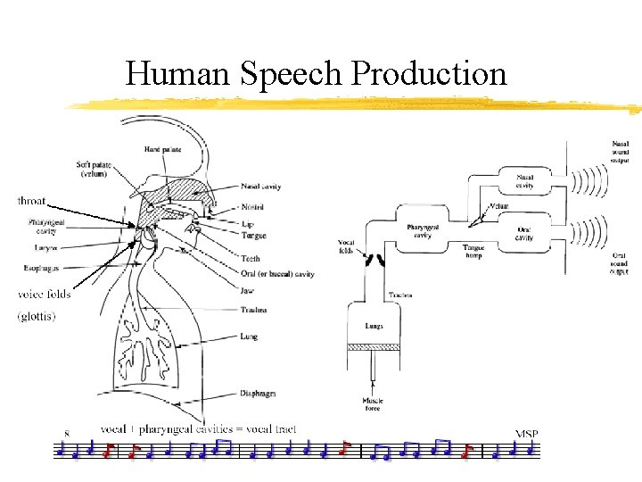 Human Speech Production 