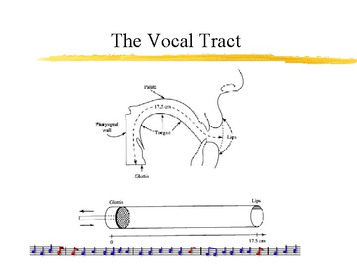 The Vocal Tract 