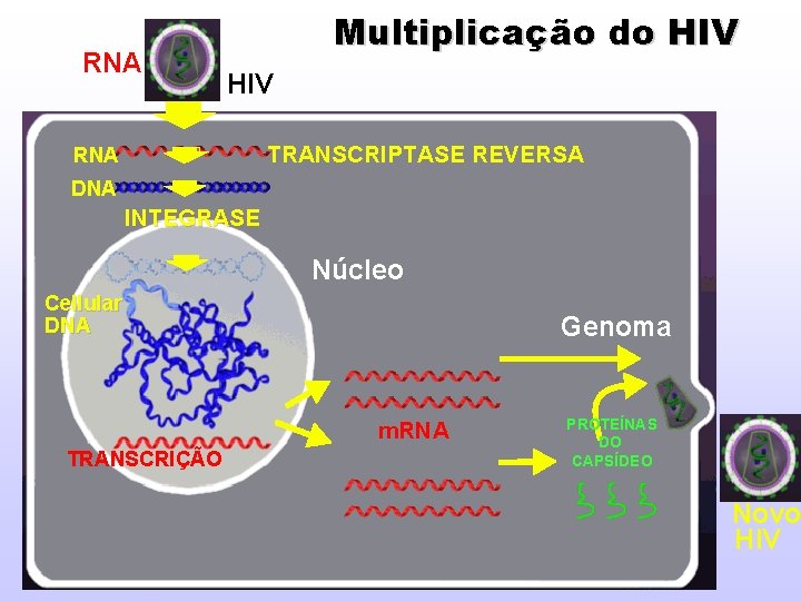 RNA Multiplicação do HIV TRANSCRIPTASE REVERSA RNA DNA INTEGRASE Núcleo Cellular DNA Genoma m.