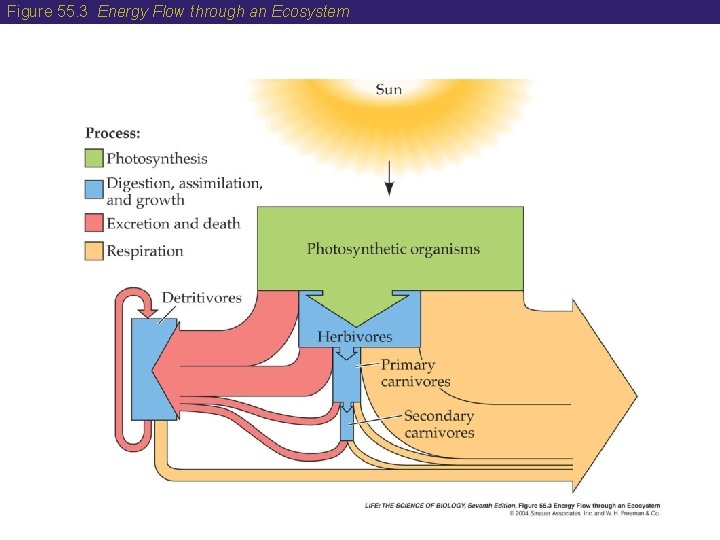 Figure 55. 3 Energy Flow through an Ecosystem 