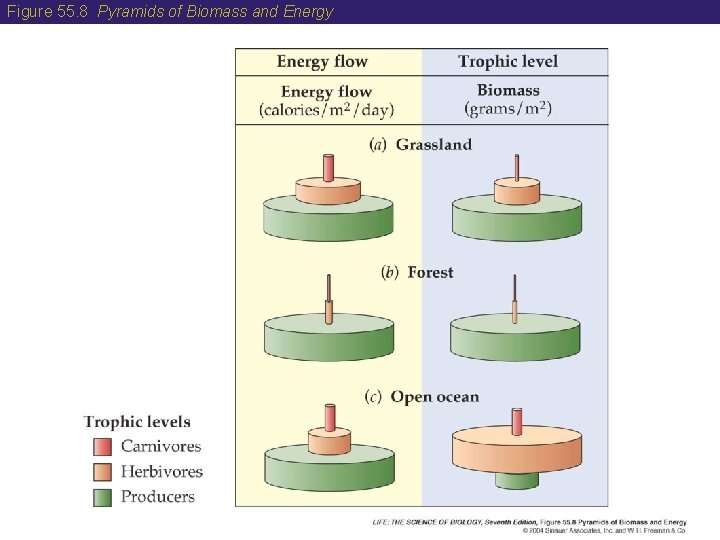 Figure 55. 8 Pyramids of Biomass and Energy 