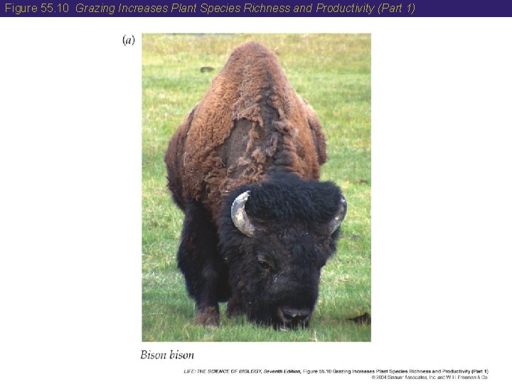 Figure 55. 10 Grazing Increases Plant Species Richness and Productivity (Part 1) 