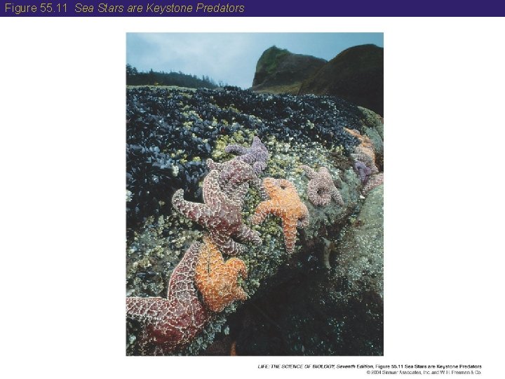 Figure 55. 11 Sea Stars are Keystone Predators 