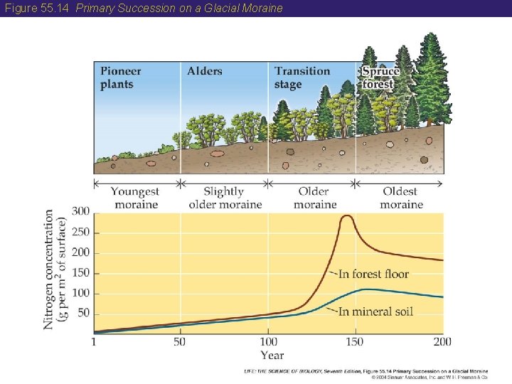 Figure 55. 14 Primary Succession on a Glacial Moraine 