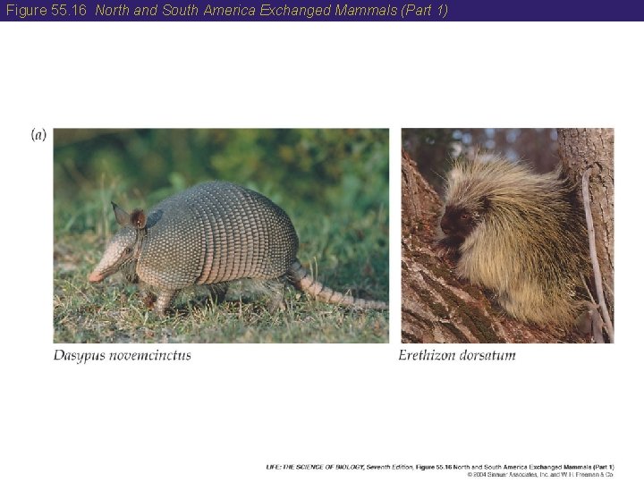 Figure 55. 16 North and South America Exchanged Mammals (Part 1) 