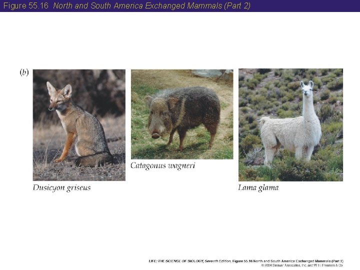 Figure 55. 16 North and South America Exchanged Mammals (Part 2) 
