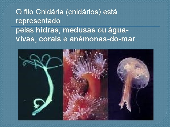O filo Cnidária (cnidários) está representado pelas hidras, medusas ou águavivas, corais e anêmonas-do-mar.