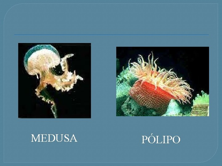 MEDUSA PÓLIPO 